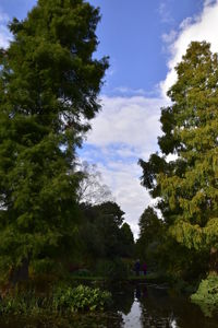 View of narrow stream along trees