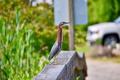 Close-up of bird perching on wood