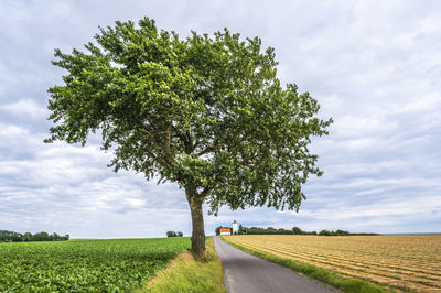Trees on field against sky