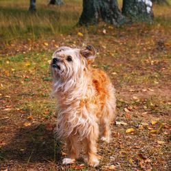 Little shaggy dog walking in the woods 