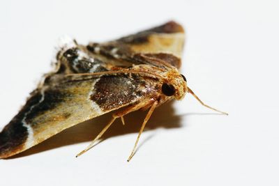 Close-up of insect on white background