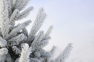 Branches of spruce in frost and snow in forest, park close-up with copy space. winter background.