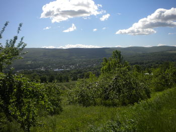 Scenic view of agricultural field against sky