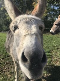 Close-up portrait of a horse on field