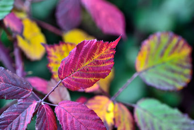 Close-up of red maple leaves