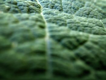Extreme close up of blurred motion of leaf