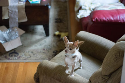 Portrait of dog sitting on sofa at home