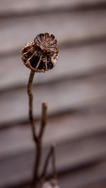 Close-up of wilted outdoors