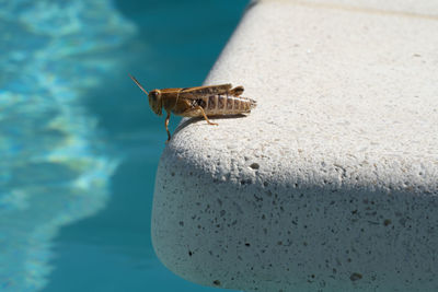 Close-up of insect on the sea