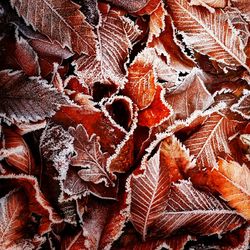 Full frame shot of red snake