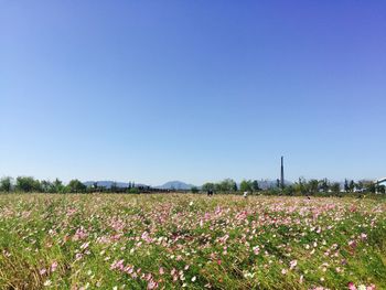 Scenic view of field against clear blue sky