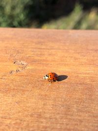 Close-up of ladybug on wood