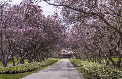 Footpath amidst trees
