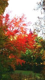 Scenic view of trees during autumn