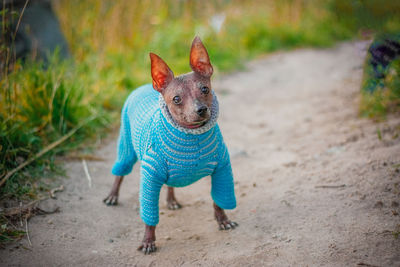 Portrait of a dog on field