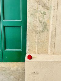 Red rose on wall of building