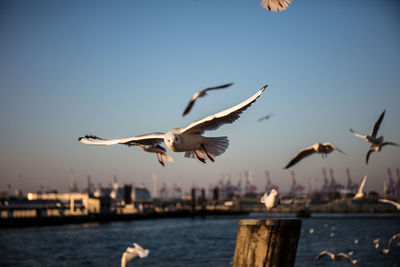 Seagulls flying over sea against clear sky