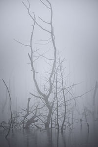 Bare tree in foggy weather