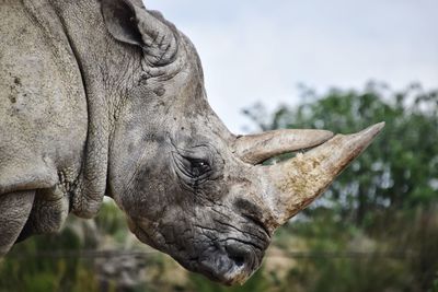 rhinoceros