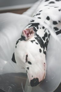 Close-up of injured dalmatian with protective collar