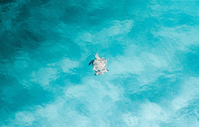 High angle view of turtle swimming underwater