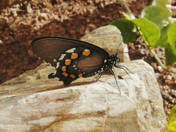 Close-up of butterfly perching on leaf