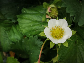 Close-up of white flowering plant