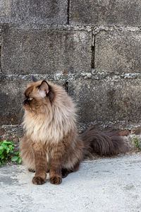 Perched munchkin cat on concrete floor , emotion alone cat