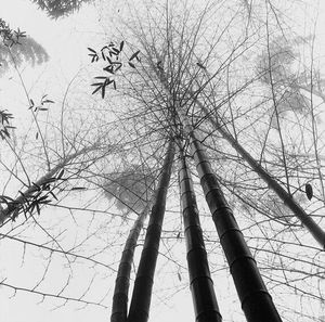 Low angle view of bare trees against sky