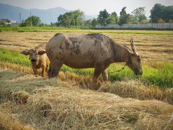 Elephant standing in a field