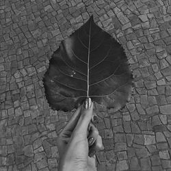 Low section of person holding leaf on street