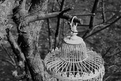 Close-up of branches against blurred background