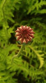 Close-up of flower against blurred background