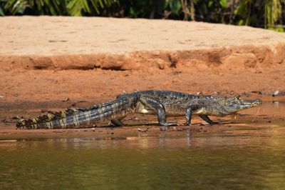 Side view of a crocodile with waterfront