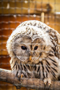 Close-up portrait of owl