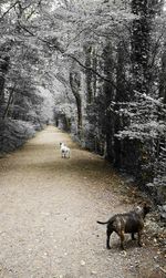 Sheep in a forest