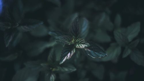 Close-up of green leaves on plant