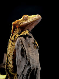 Close-up of lizard against black background