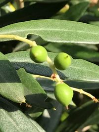 Close-up of fruits on tree