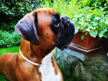 Close-up of dog looking away