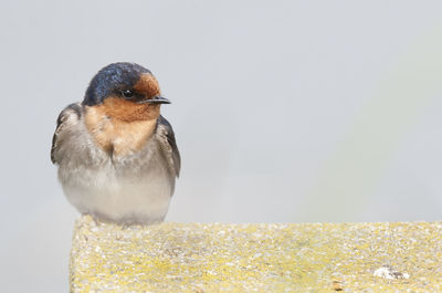 Close-up of bird on stone