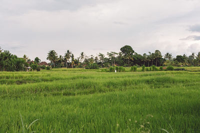 Scenic view of agricultural field against sky