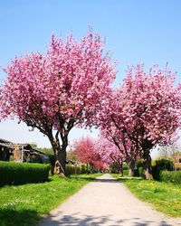 Pink cherry blossoms in spring