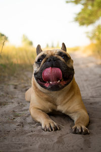 Close-up of dog