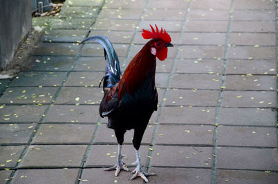 Close-up of rooster