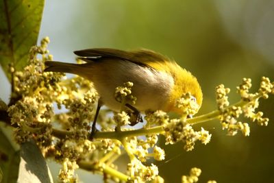 Close-up of bird perching on flower