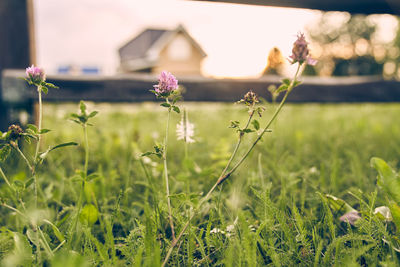 Close-up of flowering plants on field