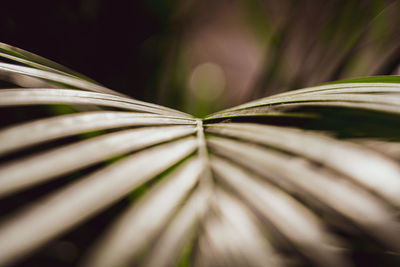 Close-up of green leaves