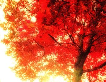 Low angle view of autumn trees