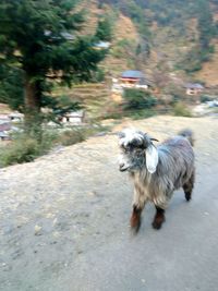 Dog on road